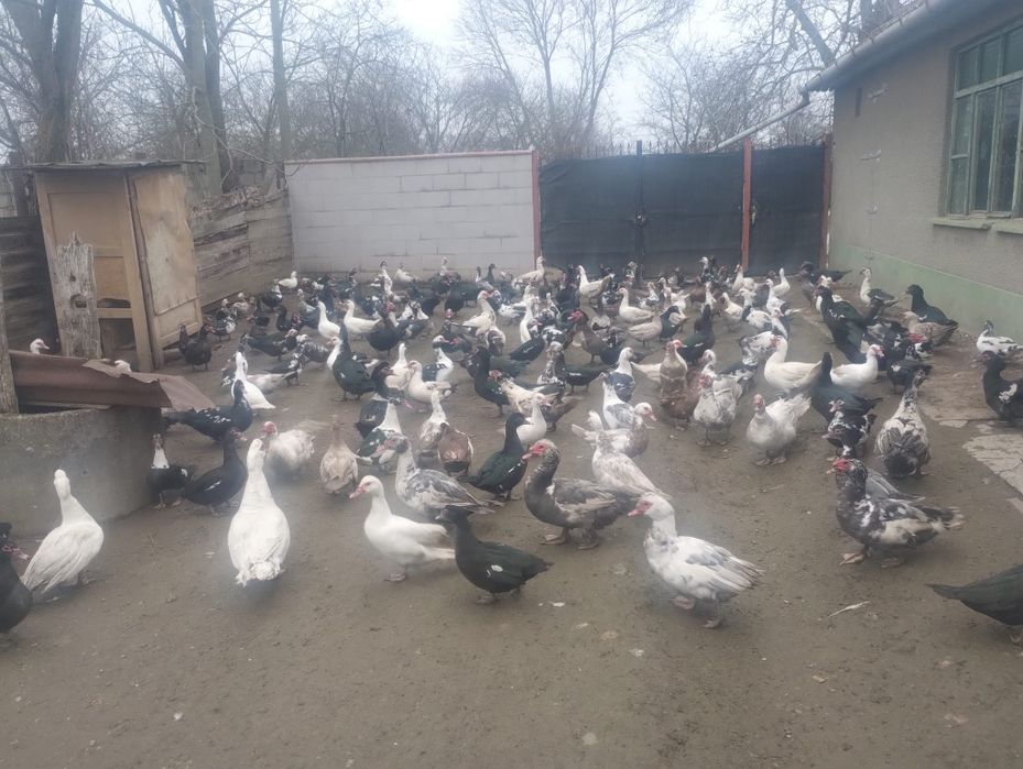 Vand Rate și rățoi