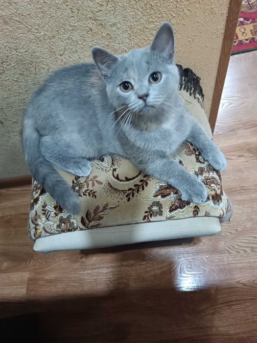 Вислоухие котята