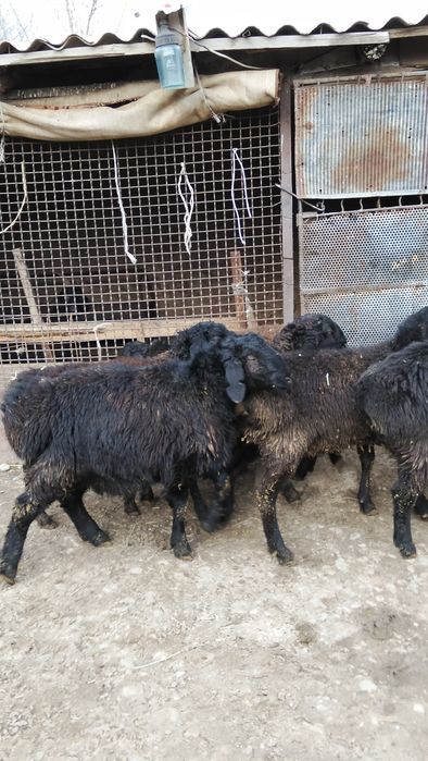 Продам токты кошкар