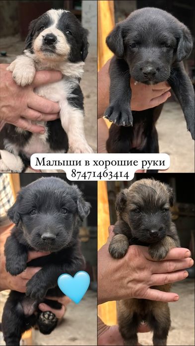 Малыши в добрые руки