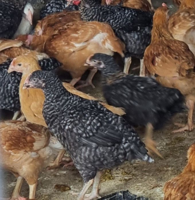 Pui de carne si rasa mixta