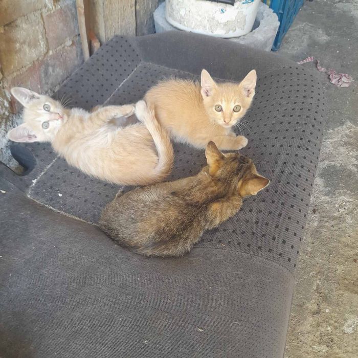 Подарявам котета