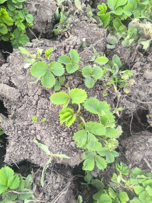 Клубника Құлпынай