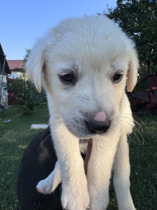 Labradori catei pui