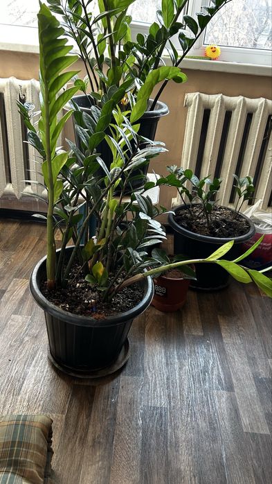 Продам замиокулькас и фикус