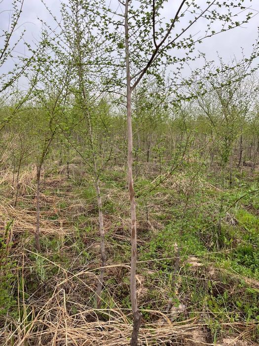 Вяз карагаш тополь клён