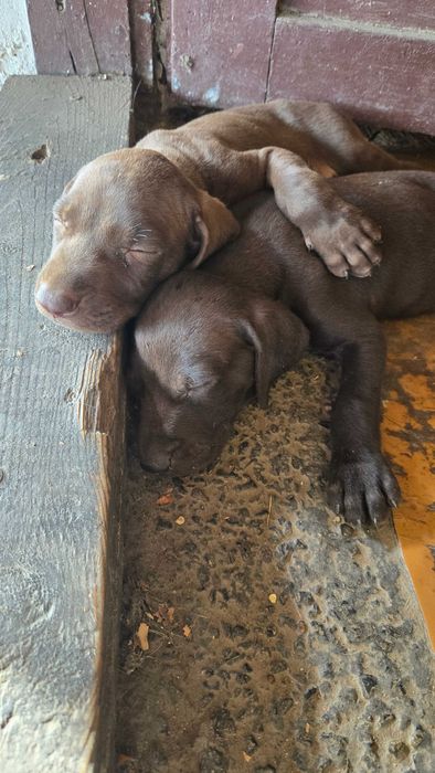 Мъжки кученца курцхаар на 6 месеца