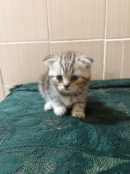 Вислоухие котята