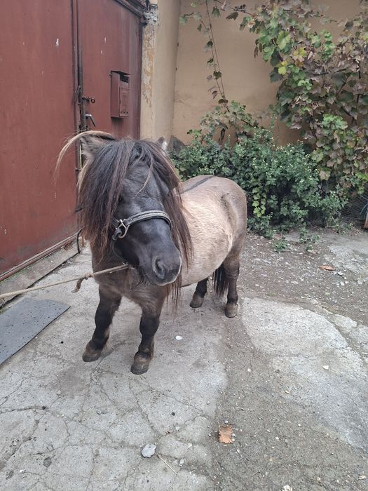 Vand sau schimb cu animale