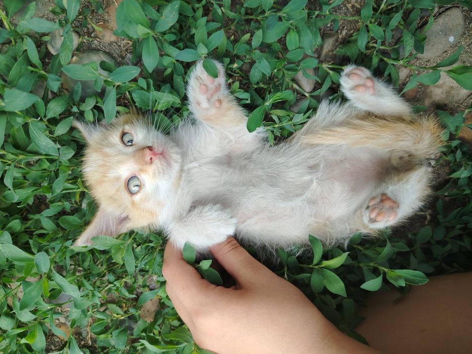 Отдаем котят в добрые руки