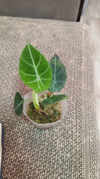 Продам комнатные цветы