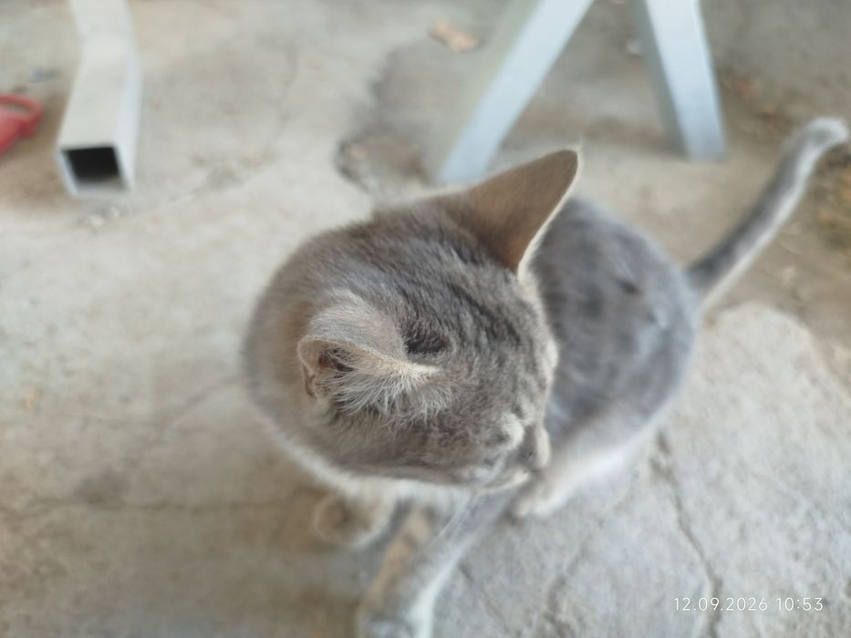 домашние котёнка