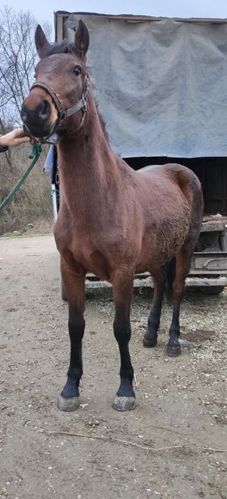 Manza de 2 ani 155 înălțime