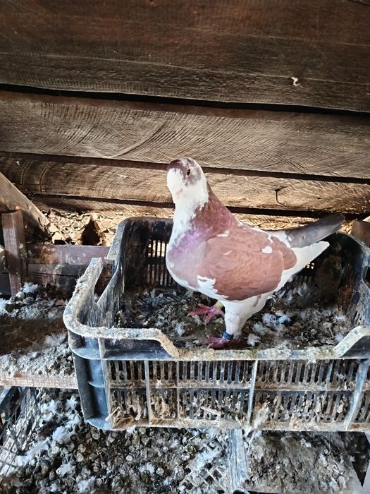 Vând porumbei american agh!!!