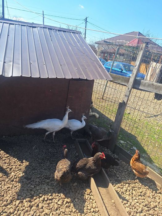 Fazani de vanzare auriu pe galben argintii si pauni