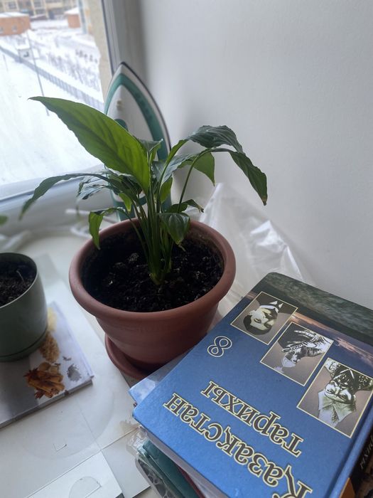 Продам цветы