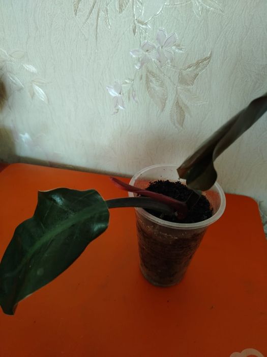 Продам комнатные цветы