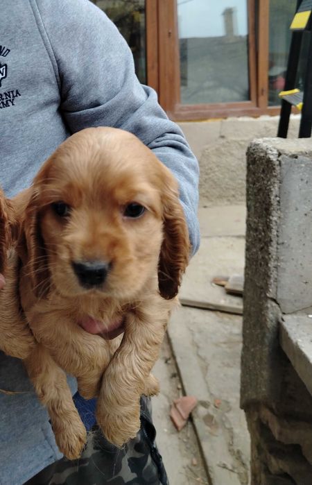 Английски кокерчета