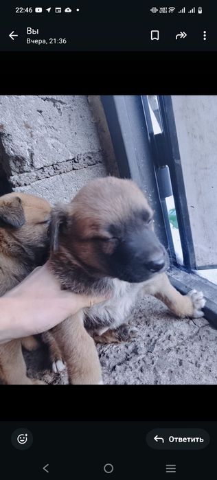 Отдам в хорошие руки