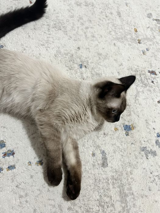 Продается кошка в хорошие руки