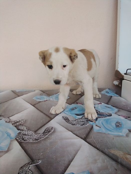 Алабай чистокровный