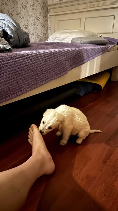 Золотистый ретривер, 1,7 месяца(СРОЧНО)