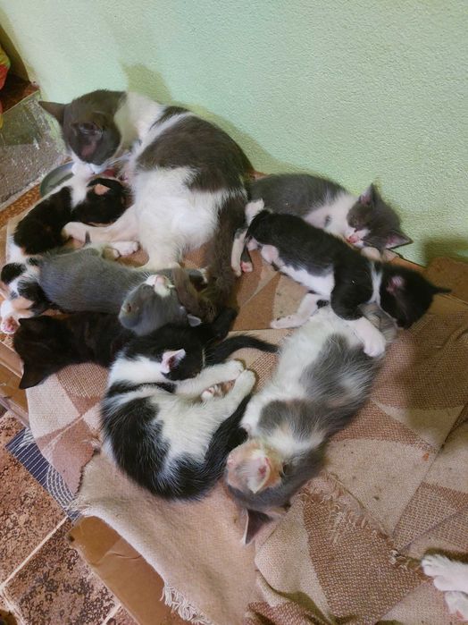 Подарявам котенца