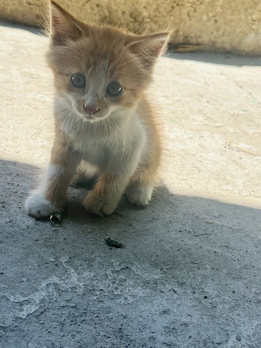 Отдам котят в добрые ручки