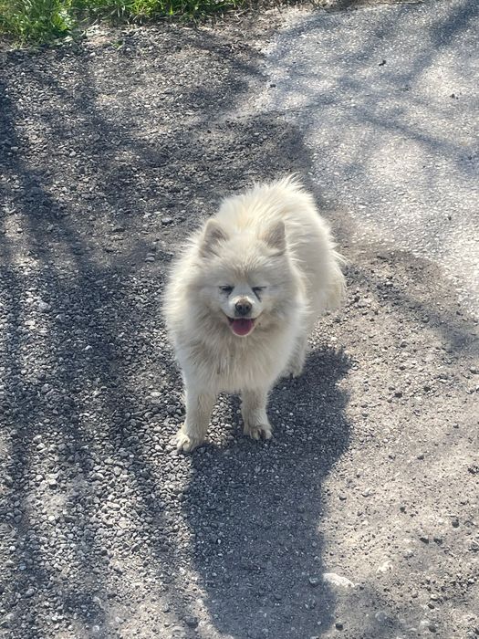 Померан на година