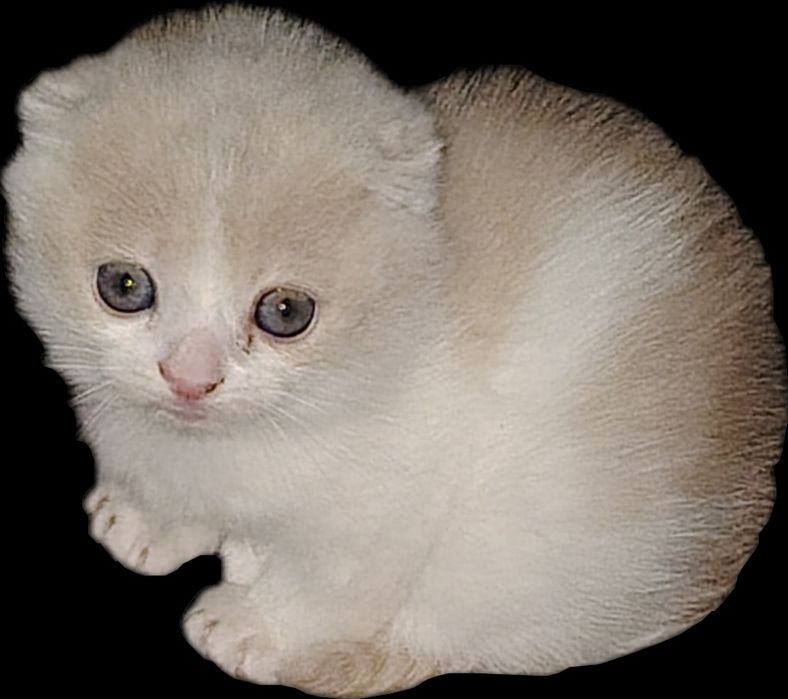 Котёнок Скоттиш Фолд 2,5 месяц