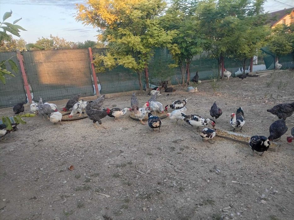 Vand rate pekin viu preț 30 lei /kg tăiat 35/kg lei de anul asta,rate mute boboci  20 lei buc pentru mai multe detalii sunați la Nr 0760071425