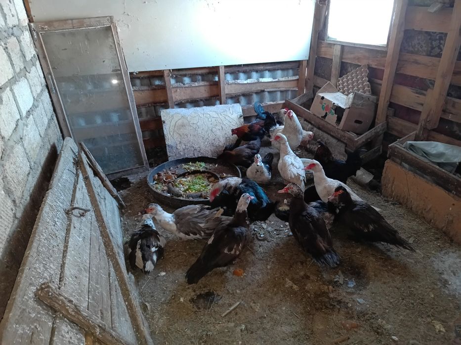 Продам семью индоуток 2+1