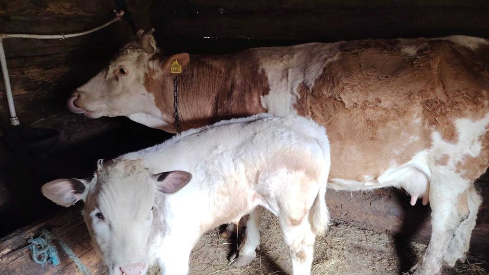 Vând vaca cu vițel