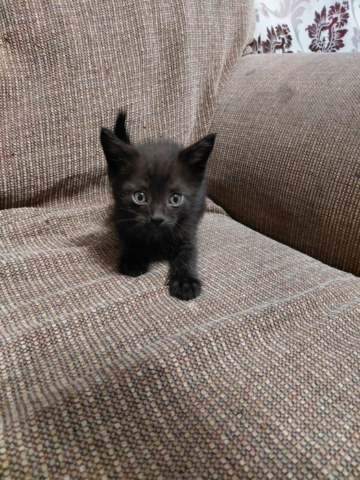 Отдам котят в добрые руки , 2 мальчика