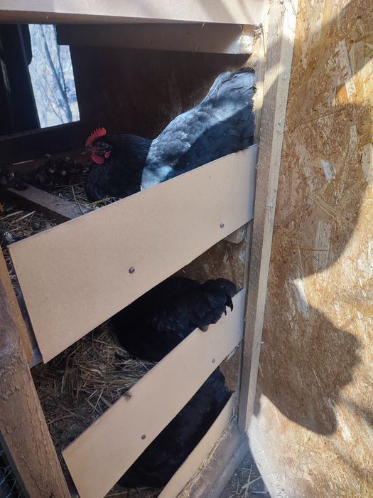 Ouă găini Australorp