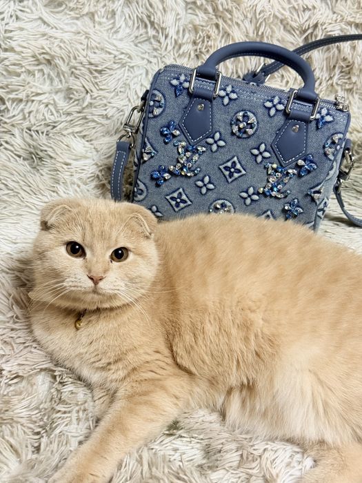 mushuk Кошка девочка СРОЧНО