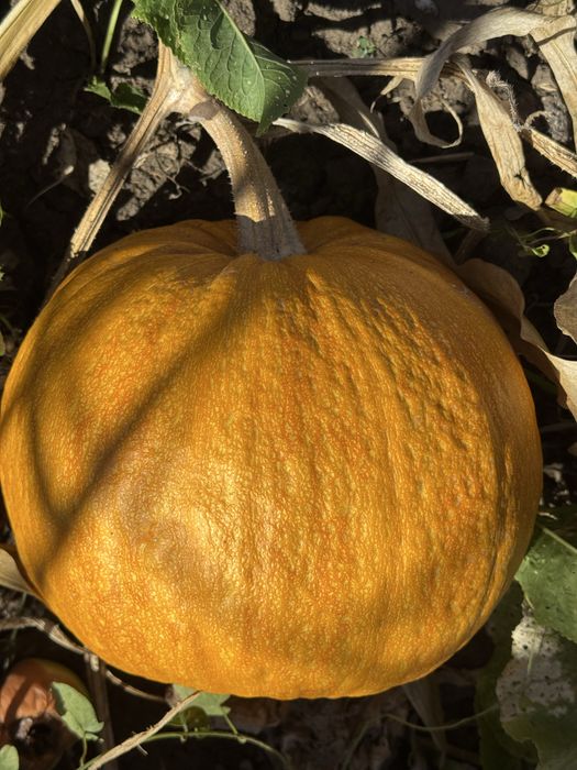 Dovleac decoratiune/ halloween