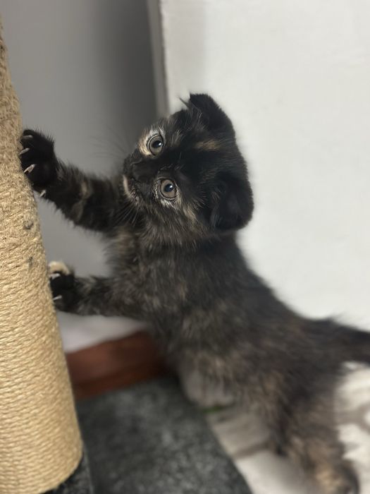 Продаю котенка в хорошие руки