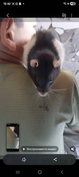Продам крысу мальчик