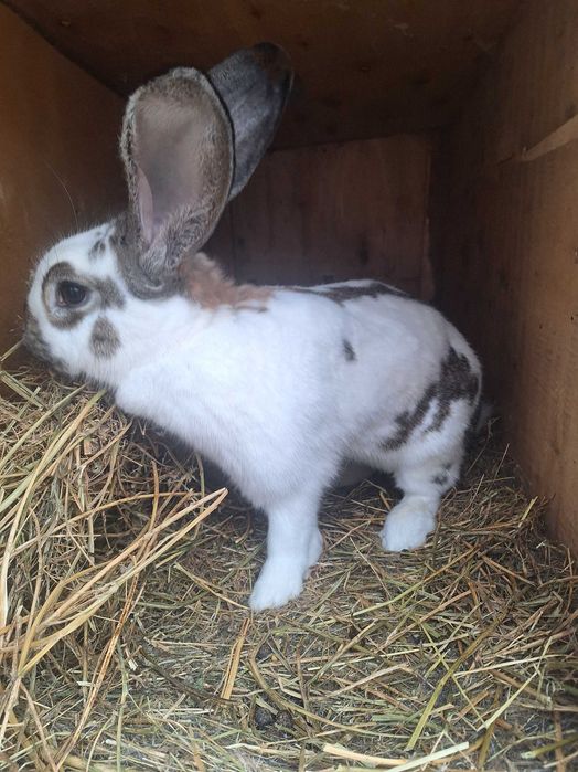 Iepuri de vânzare Popești Bihor