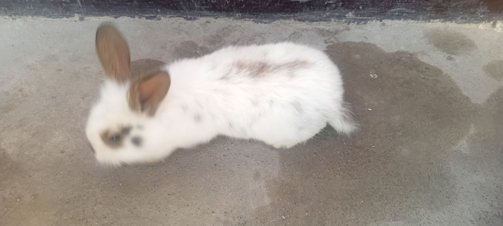 Oq qora quyon bolalari sotiladi