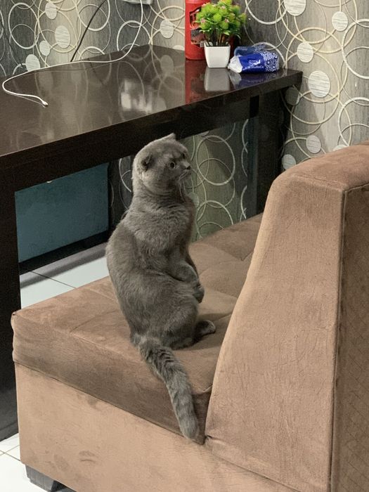 Скоттиш фолд, Scottish Fold