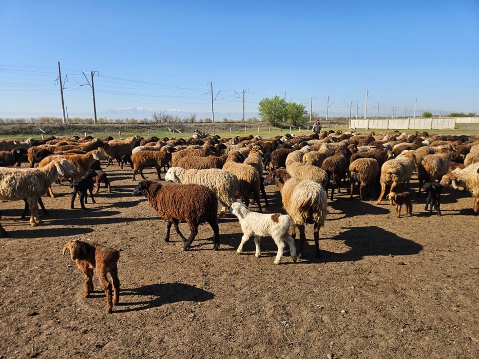 Кой бараны овцы қозлы қой