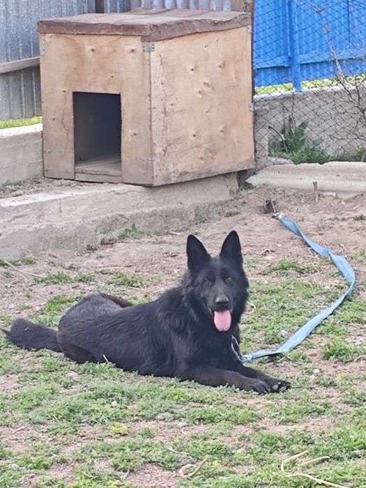 Салам алейкум Продается Немецкий овчарка