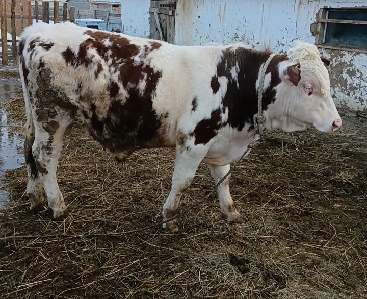 Таза СИММЕНТАЛ бука сатам