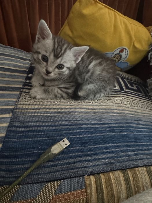 Котенок мальчик игривый непоседа