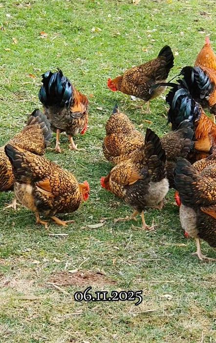 Яйцо Кучин Сицевый