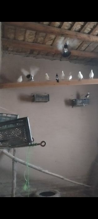 Kaptarlar sotiladi 20 dona kelishilgan narxda  arzon 35-40 minhdan