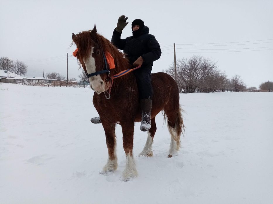 Жеребец Тяжеловоз