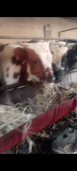 Бұқалар сатылады